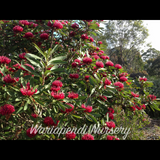 Red Waratah  (Telopea 'Shady lady Red / Crimson')