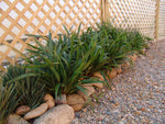 Flax-lily (Dianella tasmanica 'Cherry Red')