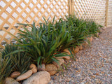 Flax-lily (Dianella tasmanica 'Cherry Red')