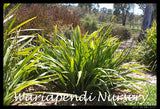 Blue Flax-lily (Dianella caerulea 'Goddess)