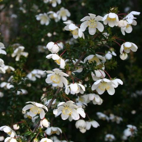 Dog Rose - White (Bauera rubioides)