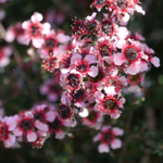 Dwarf Pink Manuka (Leptospermum 'Mesmer Eyes')