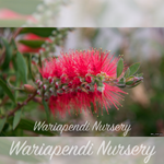 Dwarf Red Bottlebrush (Callistemon 'Firebrand')