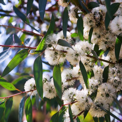 Dwarf Snow Gum (Eucalyptus pauciflora 'Little Snowman')