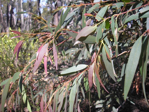 Dwarf River Peppermint (Eucalyptus Dry White)