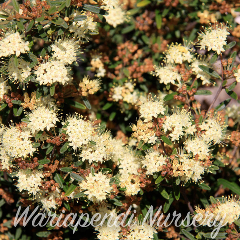 Forest Phebalium (Phebalium squamulosum)