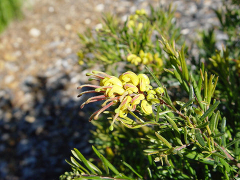 Gold Rush (Grevillea alpina x rosmarinifolia)