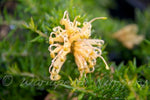 Juniper leaf Grevillea (Grevillea Molonglo)