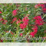 Grevillea Lady 'O' (Grevillea rhyolitica x Grevillea victoriae)