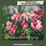 Grevillea 'Mt Tamboritha'