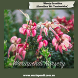 Grevillea 'Mt Tamboritha'