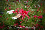 Dwarf Rosemary Grevillea (Grevillea Scarlet Sprite)