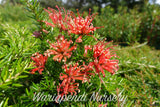 Rosemary Grevillea (Grevillea rosmarinifolia)