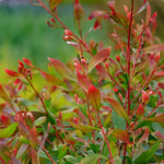 Hakea salicifolia - Willow Leaved Hakea