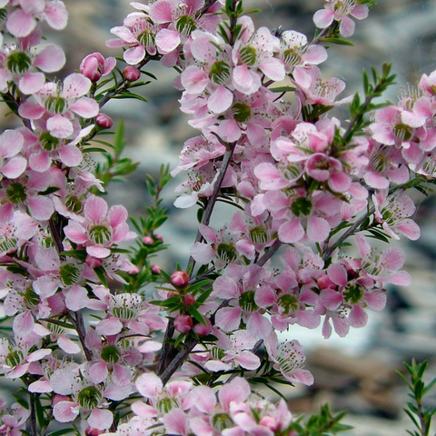 Dwarf Pink Jelly Bush (Leptospermum polygalifolium 'Cardwell')