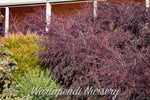 Leptospermum 'Copper Glow'