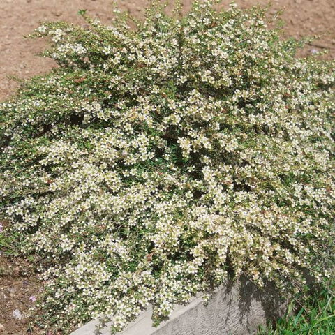 Dwarf Tea Tree (Leptospermum 'Little Bun')