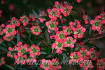 Leptospermum 'Rudolph'