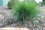 Lomandra 'Frosty Top'