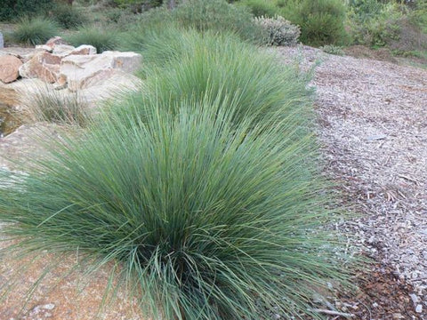 Lomandra 'Crackerjack'