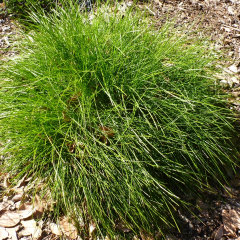 Lomandra 'Lime Divine'