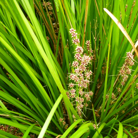 Lomandra 'Lime Tuff'