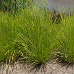 Lomandra 'Lime Tuff'