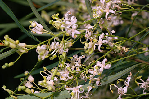 River Lomatia (Lomatia myricoides)