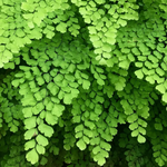 Maidenhair Fern (Adiantum spp.)