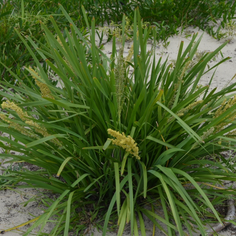 Mat Rush (Lomandra longifolia)