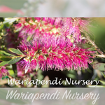 Mauve Bottlebrush (Callistemon 'Mauve Mist')