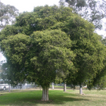 Prickly Paperbark (Melaleuca styphelioides)