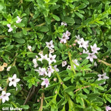 Myoporum parvifolium 'Pink Form' - Creeping Boobialla