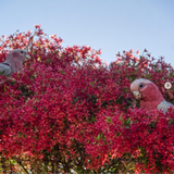 NSW Christmas Bush (Ceratopetalum gummiferum 'Albery's Red')