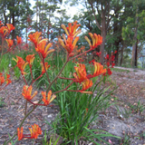 Orange Kangaroo Paw (Anigozanthos 'Orange Cross')