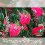 Red Bottlebrush (Callistemon 'Western Glory')