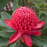 Red Waratah  (Telopea 'Shady lady Red / Crimson')