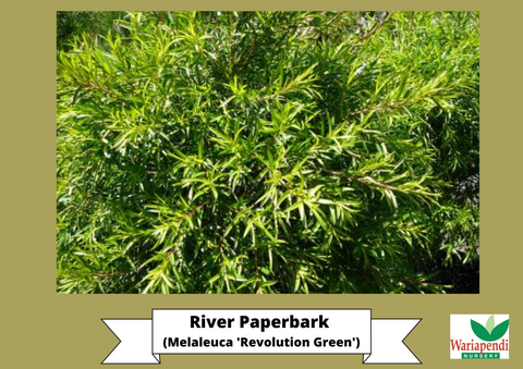 River Paperbark (Melaleuca 'Revolution Green')
