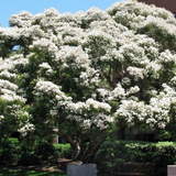 Snow in Summer (Melaleuca linariifolia)