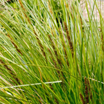 Tall Sedge (Carex appressa)