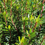 Mountain Pepper (Tasmannia lanceolata)