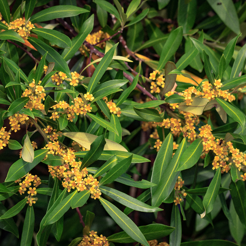 Water Gum (Tristaniopsis laurina)