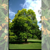 Water Gum (Tristaniopsis laurina)