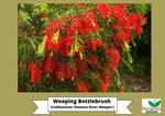 Weeping Bottlebrush (Callistemon 'Dawson River Weeper')