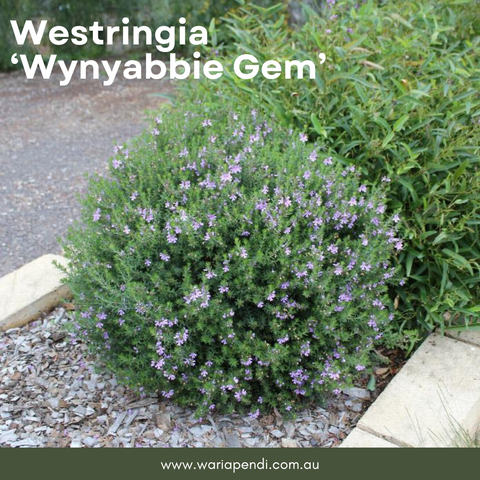 Coastal Rosemary (Westringia 'Wynyabbie Gem')