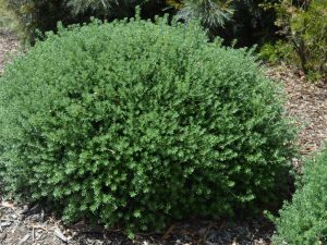 Westringia fruticosa 'Zena' – Wariapendi Native Nursery