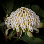 White Waratah  (Telopea 'Shady White')