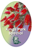 Callistemon 'Kings Park Special'