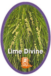 Lomandra 'Lime Divine'