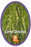 Lomandra 'Lime Divine'